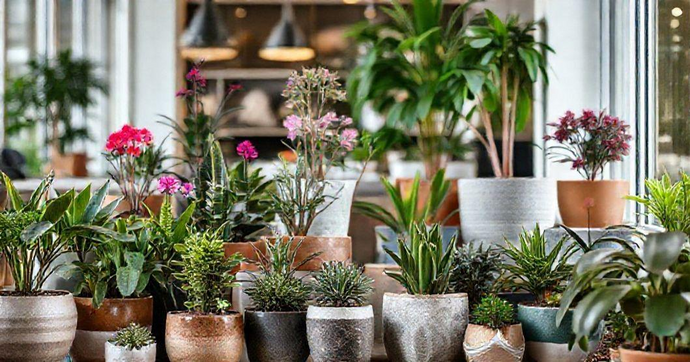 Aplicação de Vasos: Preço, Benefícios, Cuidados e Resultados Essenciais